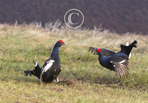 Pair Black Grouse Fighting DM1032
